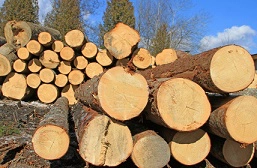 timber and lumber